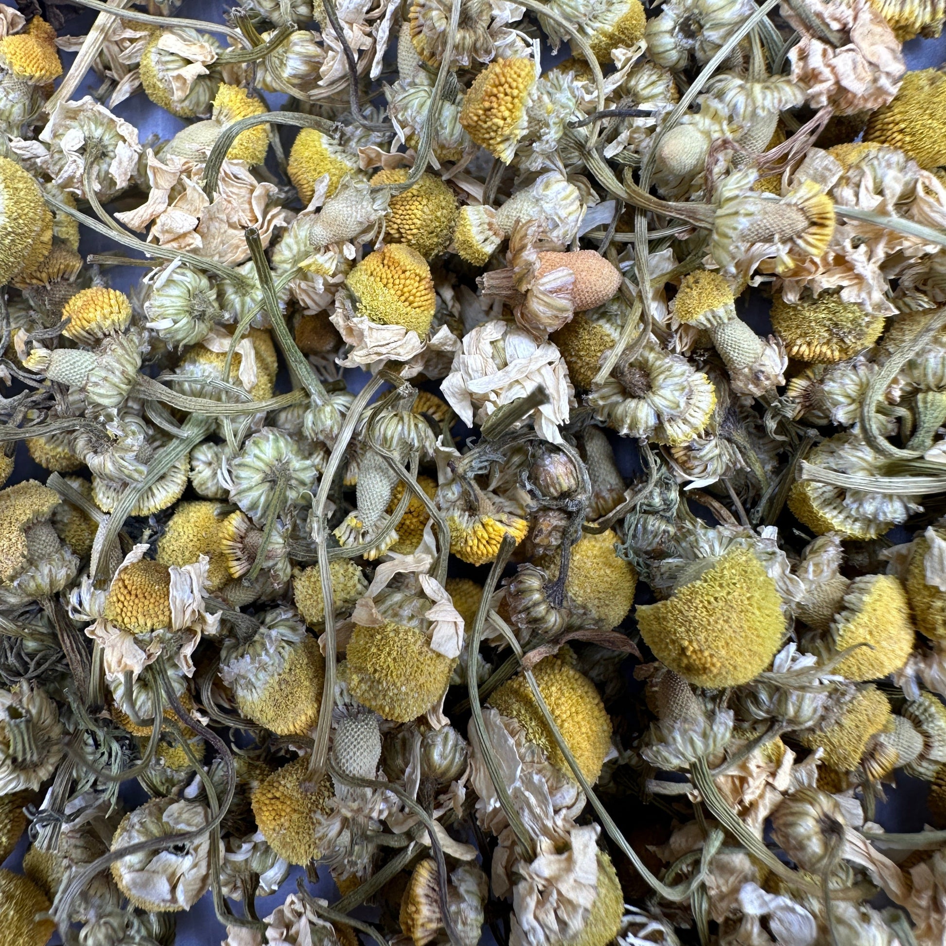 Chamomile flower buds, herbal tea, tisane, wellness tea